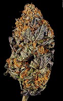 Tangerine Sorbet Feminised Seeds