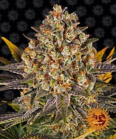 Banana Punch Feminised Seeds
