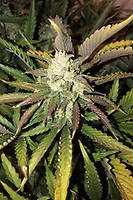 Gorilla Glue Auto Feminised Seeds - BULK