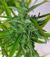 Thai Regular Seeds
