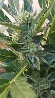 Banana Zkittlez Auto Feminised Seeds