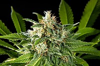 Da Critical Feminised Seeds
