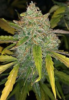 Purple Sunset Auto Feminised Seeds