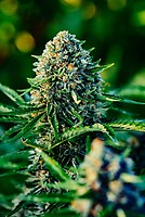 Gummibears Auto Feminised Seeds