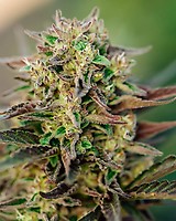 TriCross Auto Feminised Seeds
