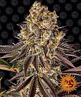Gelato 45 Feminised Seeds