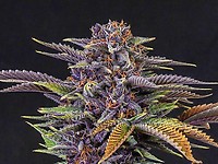 Forbidden Fruit Feminised Seeds - BULK