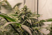 Tangerine Cookies Feminised Seeds - BULK