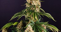 Orange Sherbet Auto Feminised Seeds - BULK