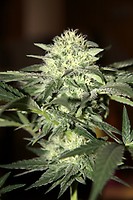 Watermelon Auto Feminised Seeds - BULK