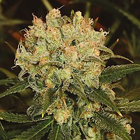 Blueberry Auto Feminised Seeds - BULK