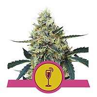 Mimosa Feminised Seeds