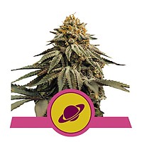 Royal Skywalker Feminised Seeds