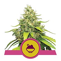 Blue Gelato Feminised Seeds