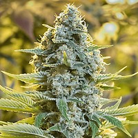 Moby Dick Feminised Seeds