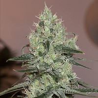 Original Amnesia Feminised Seeds