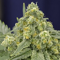 White Widow Feminised Seeds