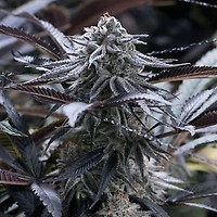Grape Juice Feminised Seeds