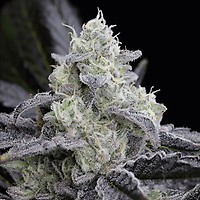 L.A. Vanilla Cake Feminised Seeds