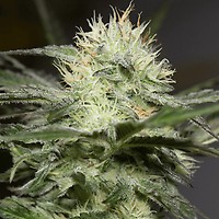 Lemon Sorbet Feminised Seeds