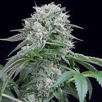 Starfire OG Feminised Seeds