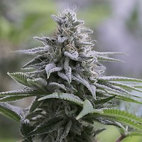 Zkittlez 2.0 Feminised Seeds