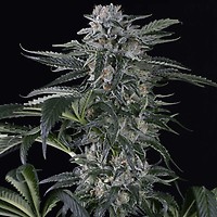 Moby Dick Auto Feminised Seeds