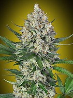 Lemon OG Feminised Seeds