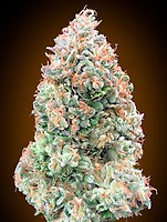 Chocolate Skunk XXL Auto Feminised Seeds
