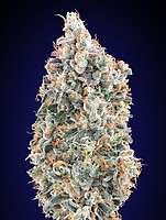 Blueberry Fast Feminised Seeds