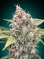 Northern Lights CBD Feminised Seeds