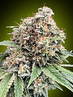 Sweet Critical 2.0 Feminised Seeds