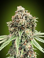 Sweet Critical Fast Feminised Seeds