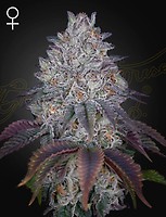 King's Tart Feminised Seeds