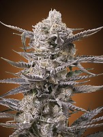 Watermelon OG Feminised Seeds