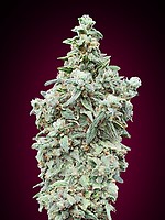 Cherry Pie Auto Feminised Seeds