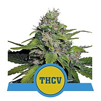 Royal THCV Feminised Seeds