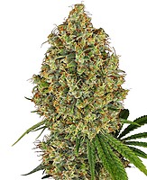 AK-420 Feminised Seeds