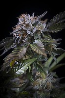 White Noise Feminised Seeds