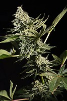 Glowstarz Feminised Seeds