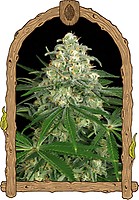 Z & Z Auto Feminised Seeds