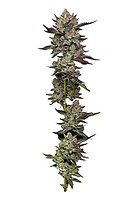 Poddy Mouth Feminised Seeds