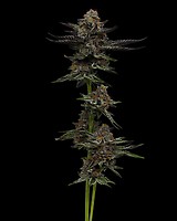 Vanilla Créme Pie Feminised Seeds