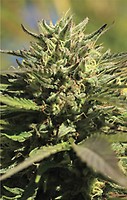 OG Kush Auto Feminised Seeds