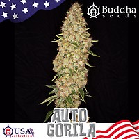Gorila Auto Feminised Seeds