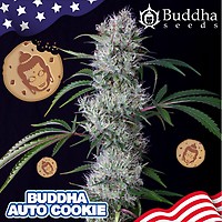 Buddha Cookie Auto Feminised Seeds