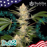 Buddha DoSi2 Feminised Seeds