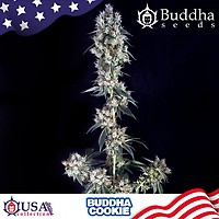 Buddha Cookie Feminised Seeds