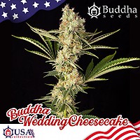 Buddha Wedding Cheesecake Feminised Seeds