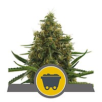 Shining Silver Haze Regular Seeds - 10